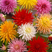 Dahlia Cactus en mlange